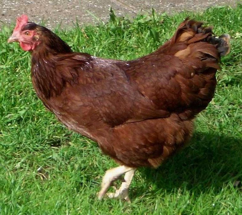 Kury nioski, młode kurki na jajka