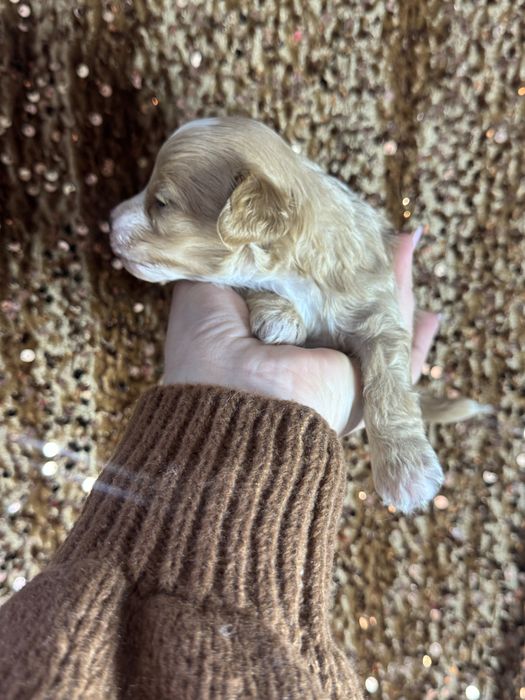 Мальтіпу дівчинка