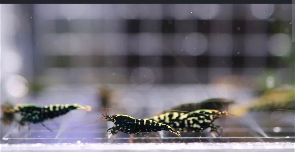 Black Galaxy  Fishbone Caridina