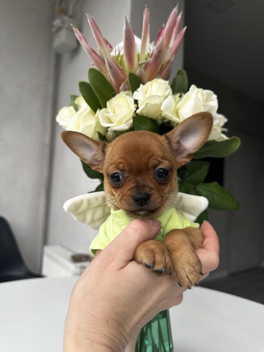 Міні красуня супер чіхуахуа
