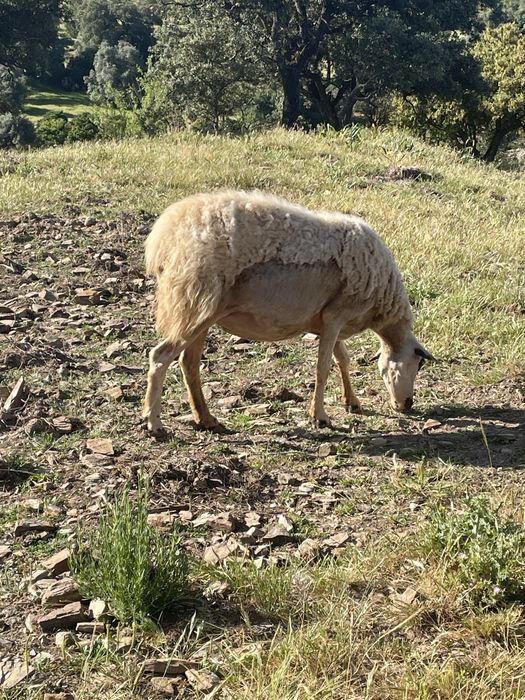 Vendo borrego  muito mansinho