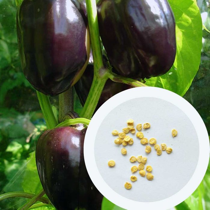 Перець солодкий насіння (14 сортів) перец сладкий семена