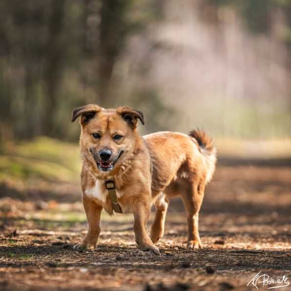 Tango szuka swojego człowieka