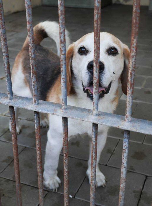 Suseł w typie beagla do adopcji