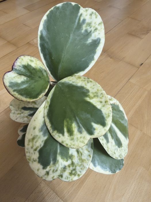 Hoya kerri albomarginiata spot margin cięta