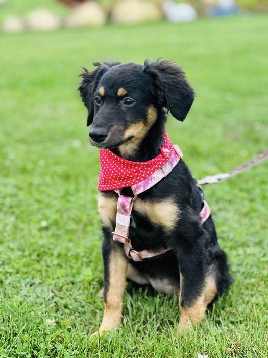 Nela szuka domku 5 miesięcy waży 5,5 kg