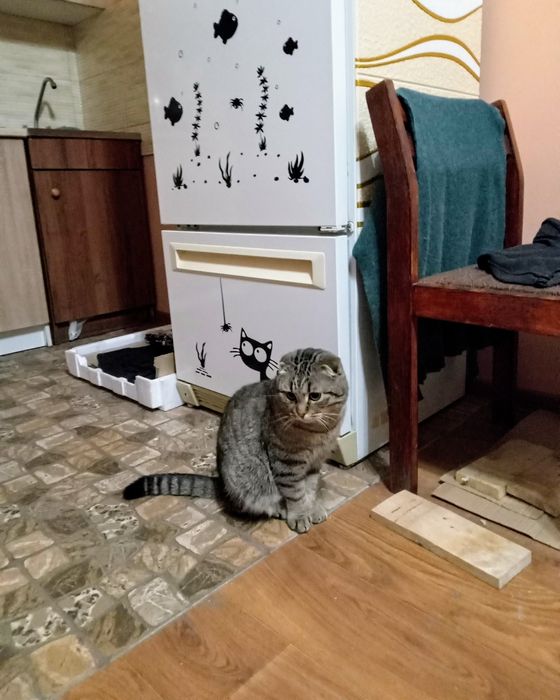 Шотландский вислоухий котик, метис, 1год. В частный дом. В добрые руки