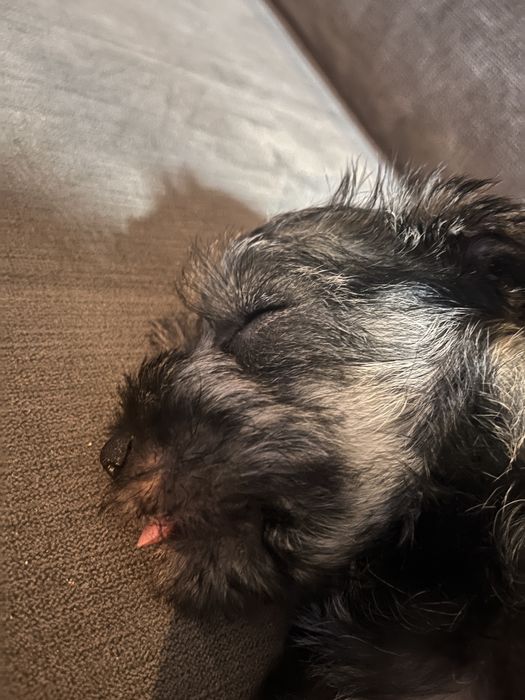 Sznaucer miniaturka suczka adopcja