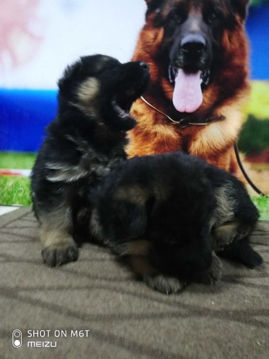 Продаж породистих собак