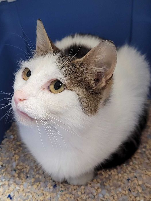 Dzielna kocia mama -Tina. Kto się nią zaopiekuje?