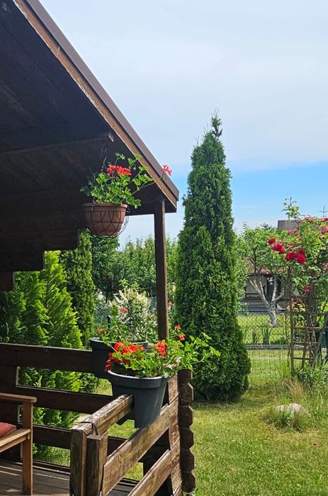 Działka rekreacyjna, ogródek działkowy ROD Puszcza Bukowa Szczecin - Widok 5