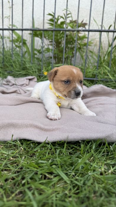 Szczeniaczki Jack Russell Terrier bi-color