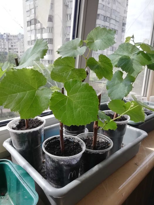 Саженцы винограда, сорт Лидия