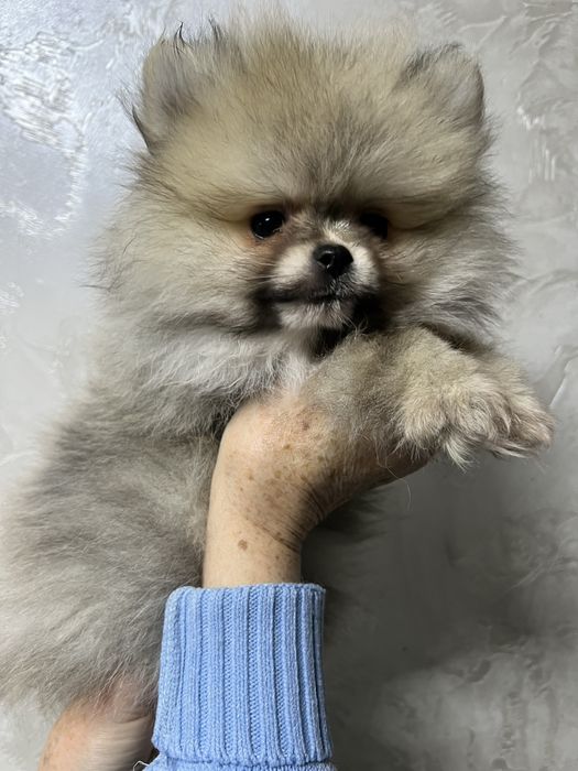 Хлопчик шпіц )))