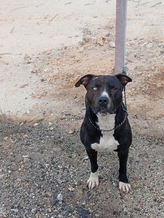 American pitbull tarrier