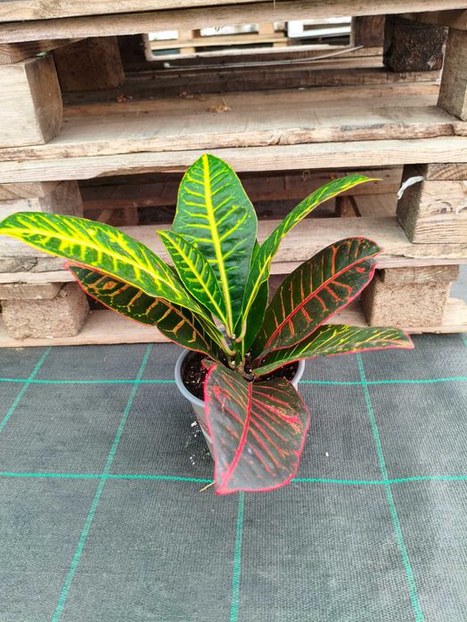 Croton Petra - planta em vaso