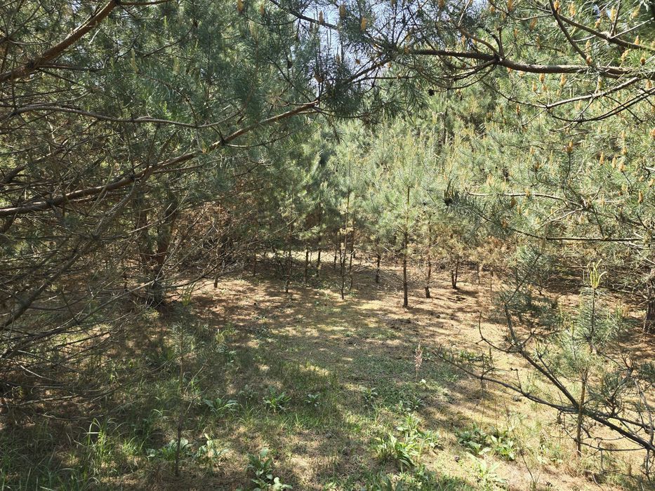 Działka 30 arów Długosiodło Nowa Wieś Nad rzeką  Narew