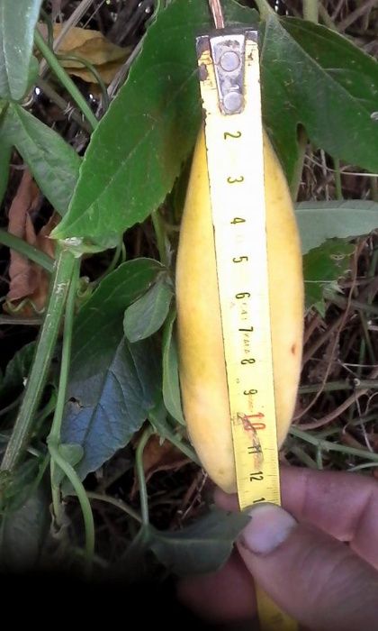 Plantas Maracujá banana ? o Poderoso Resistente.