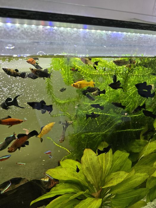 Molinezja Czarna Sprzedam/ Zamienię na inne rybki