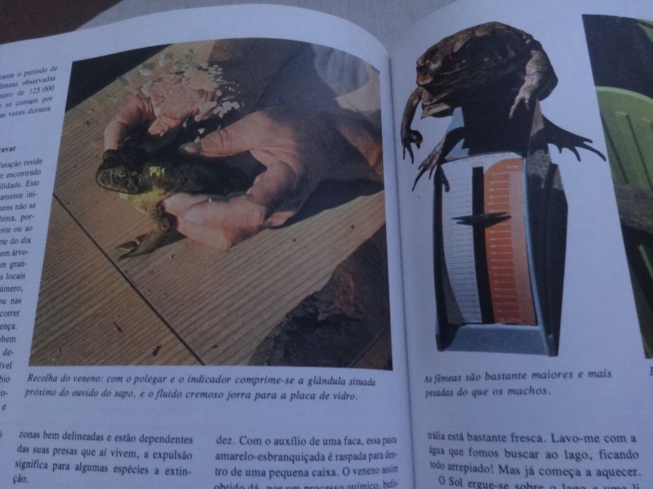 Livro "O Livro da Juventude"