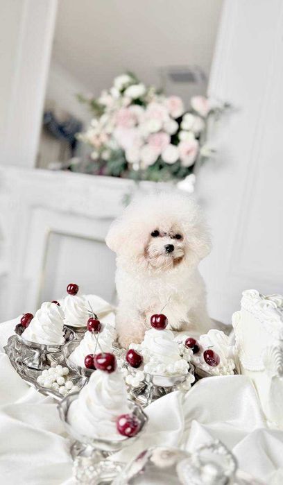 Мини Бишон (Китай)