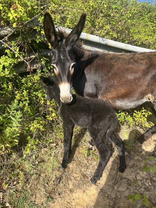 Burrinha parida pequena cerca de 1,15m