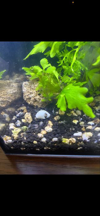 Guppys blue metal dragon