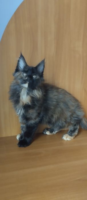 Мейн Кун девочка, окрас черепаховый. Возраст 3 месяца