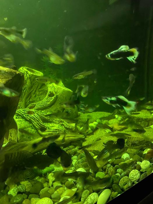 Акваріумні риби Гуппі