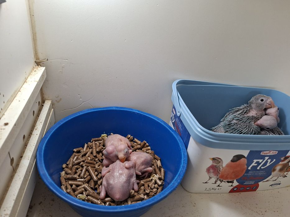 Ring nek domesticados