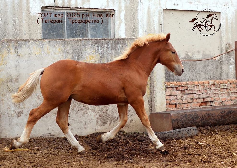 Новоолександрівський ваговоз, жеребець