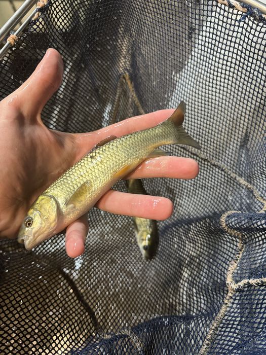 Amur amury narybek amura kroczek ryby do czyszczenia stawu