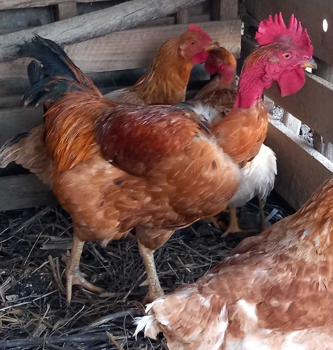 Vendo  galo de pescoço pelado