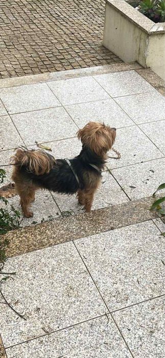 Cuido do seu animal em Braga- Hospedagem