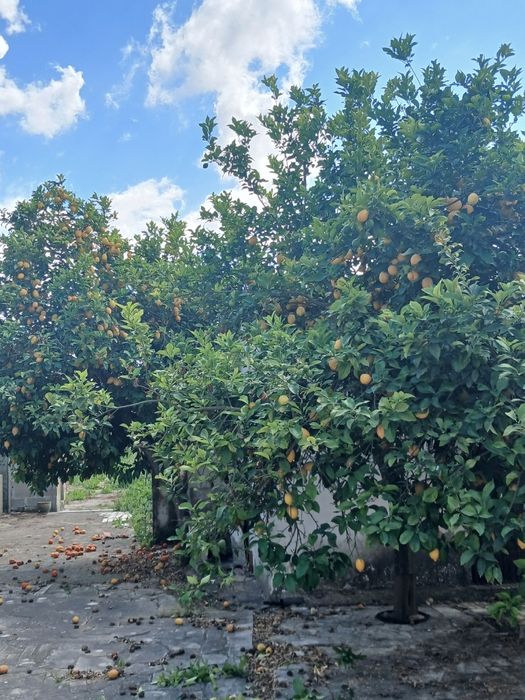 Limōes biológicos