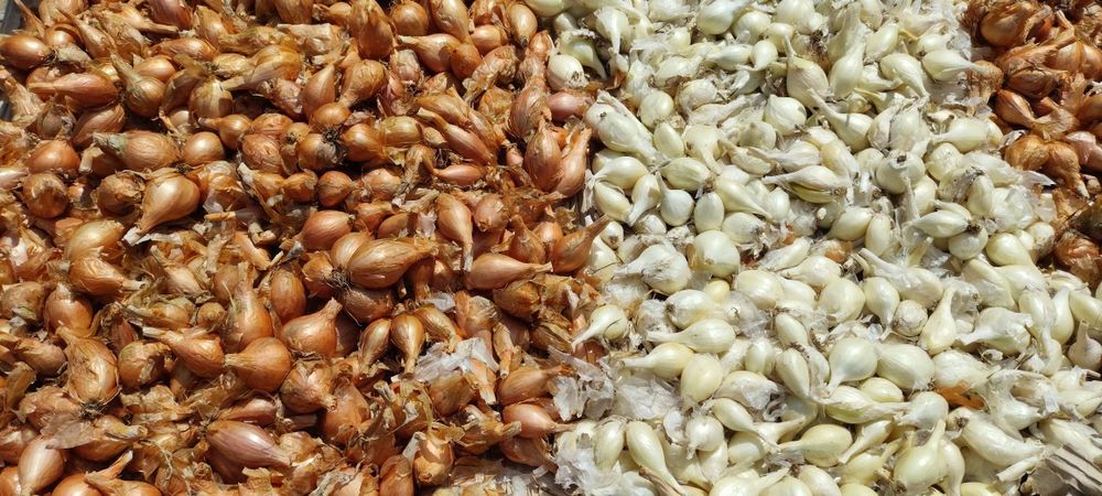 Цибуля-Кущовка(біла,синя)