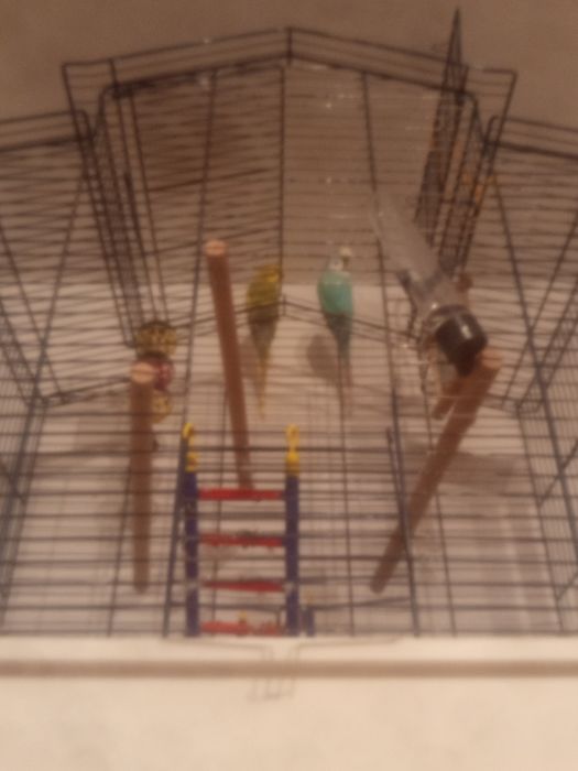 Sprzedam parkę Papug Falistych  z klatką i całym wyposażeniem