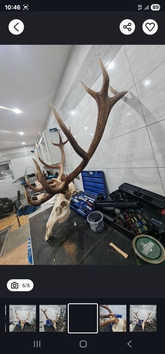 Duzy suchy  wieniec jelenia dwunastak 6,2kg ZAMIENIĘ