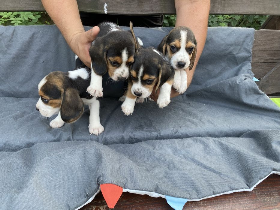 Хороші друзі