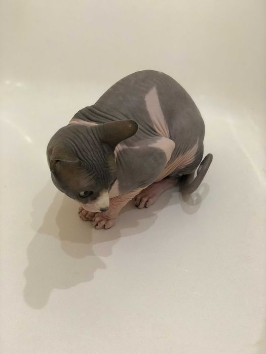 кіт, сфінкс, самець, 5 років, Тернопіль