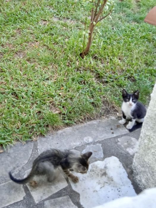 Gatinhos à procura de uma família consciente