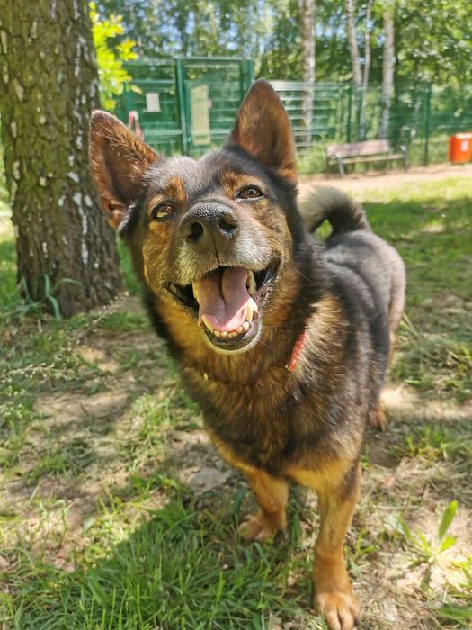 Mały wesoły Ollmo czeka na dom