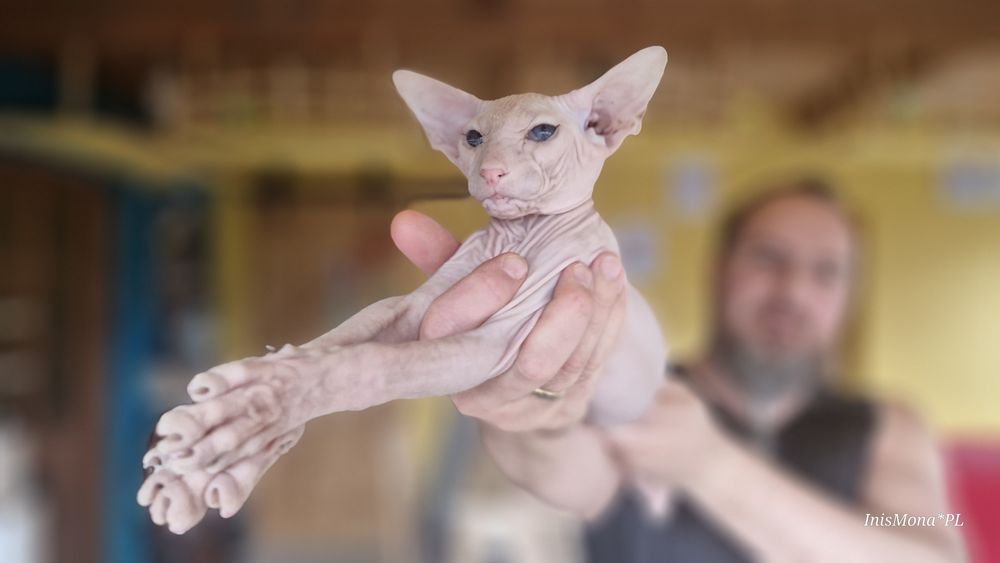 Peterbald, orientalny - kocięta