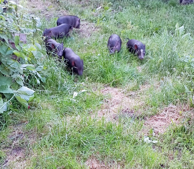 В'єтнамські поросята