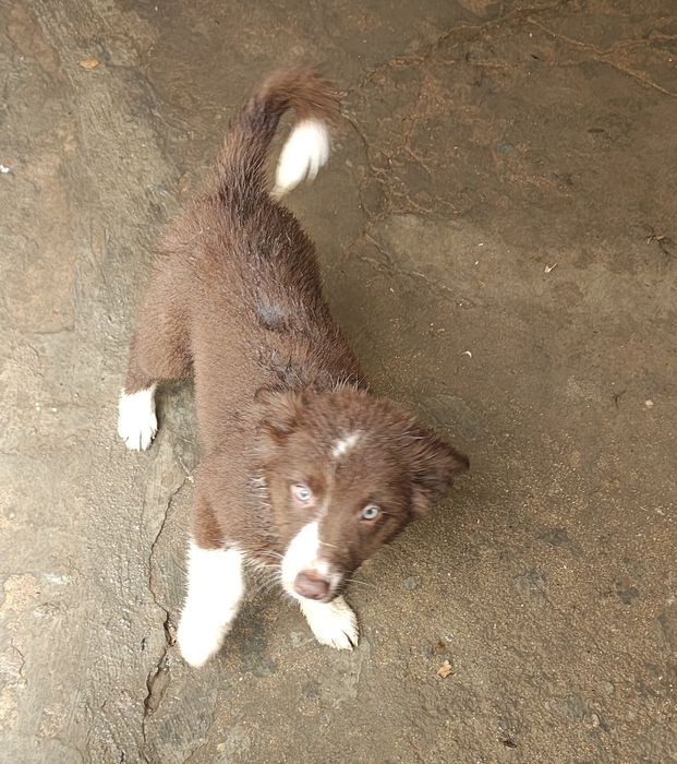Border collie macho puro chocolate olhos verdes