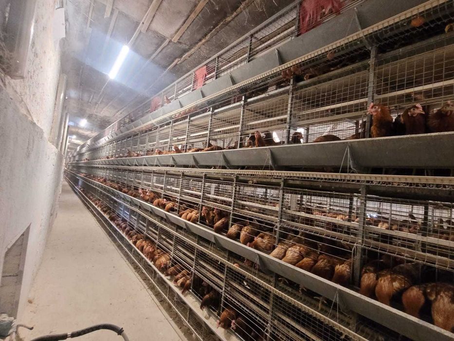 Продаж діючого птахівничого комплексу