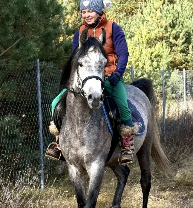 Ogier arabski - ujeżdżony po El Jahez, licencja