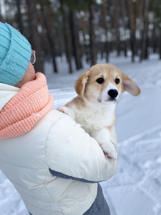 Малюки Вельш Корг