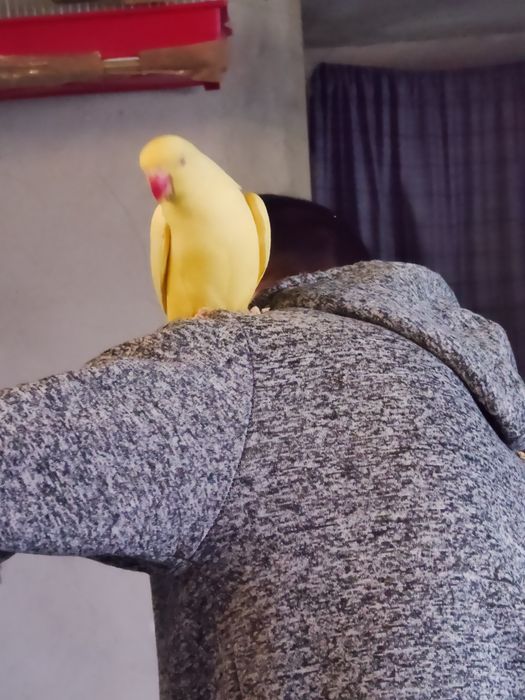 Crias de ringneck