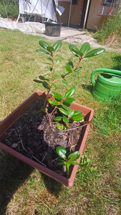 RODODENRON szczepka różanecznik